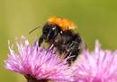 bumblebee9x6.jpg