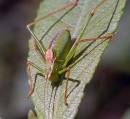 bushcricket1.jpg