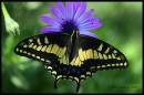 butterfly1.JPG
