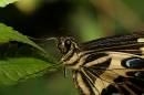 butterfly10new.jpg