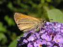 butterfly2.jpg