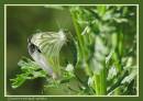 butterfly5.jpg