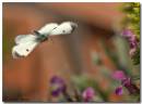 butterfly6.jpg