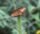 butterfly_8-23-2007.jpg