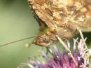 butterfly_portrait1.jpg