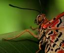 butterflynew7.jpg