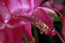 cacti_flower.jpg