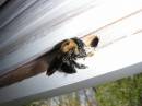 carpenterbee.jpg