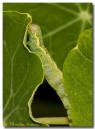 caterpillar010907_2_copy.jpg