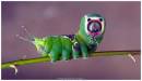 caterpillar_witn_my_name.jpg