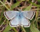 chalkhillblue9x6.jpg