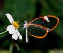 clearwinged_butterfly_2_2Oct2006_Veracruzfoothills_c2wpf_JAG.jpg