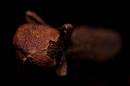 clove_1634.jpg