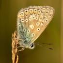 common-blue1.jpg