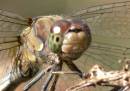 common_darter1.jpg