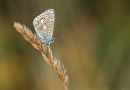 commonblue_9_tomcharlesphotography_280714.jpg