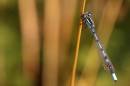 commonbluedamesel9x6.jpg