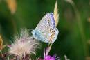 commonblueside19x6.jpg