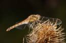 commondarter9x6.jpg