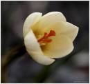 cream_crocus_.jpg