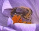 crocus260207-004-1.jpg