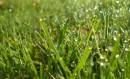 cropped_macro_grass.jpg