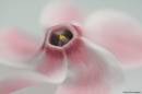cyclamen.jpg