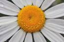 daisy1.jpg