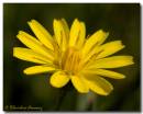 daisy1320807_copy.jpg