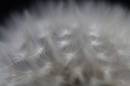 dandelion_020507_0004.jpg