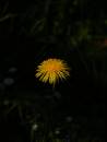 dandelion_1.jpg