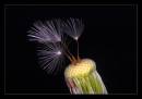 dandelion_Clock1.jpg
