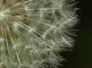 dandelion_detail.jpg