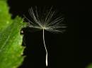 dandelion_detail_2.jpg