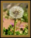 dandlion_N_600_Sigma_105_2_8_Macro_031416_7677.jpg