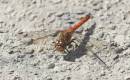 darter210806-045-01a.jpg