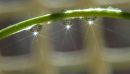 day_104_rainbow_starbursts_r.jpg