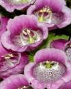 digitalis010706-006.jpg