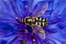 disk-6-Bempton-_55-of-69_.jpg