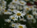 dof.jpg