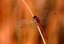 dragonfly-lgeIMG_1068.jpg