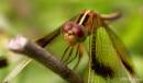 dragonfly11.jpg