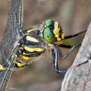 dragonfly13.jpg