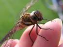 dragonfly2.jpg