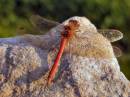 dragonfly7.JPG