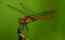 dragonfly_2.jpg