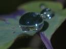 drop_1hf.jpg