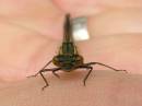 first_dragonfly.jpg