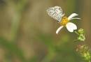 flash_in_daylight_test3_0072.jpg