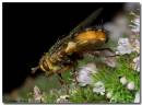 flies290808015_copy.jpg
